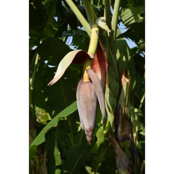 Natural Banana Flower